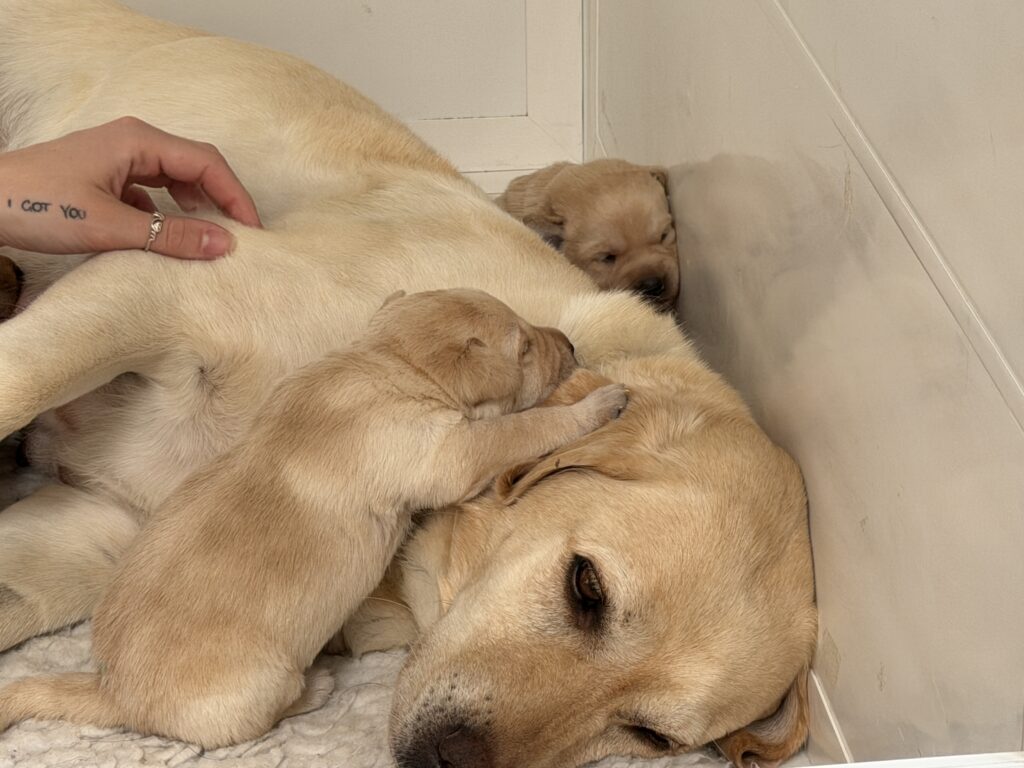 One of Hearing Dogs for Deaf People's puppies