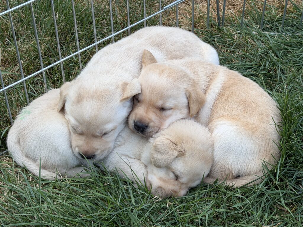 One of Hearing Dogs for Deaf People's puppies