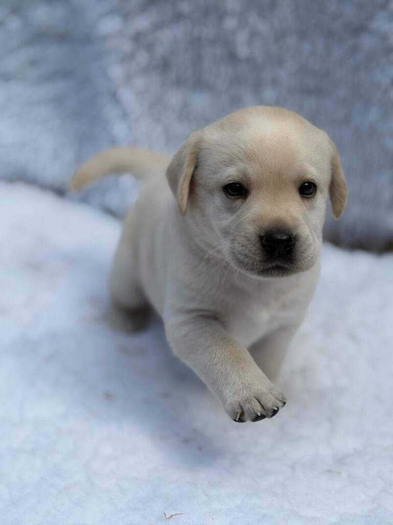 One of Hearing Dogs for Deaf People's puppies