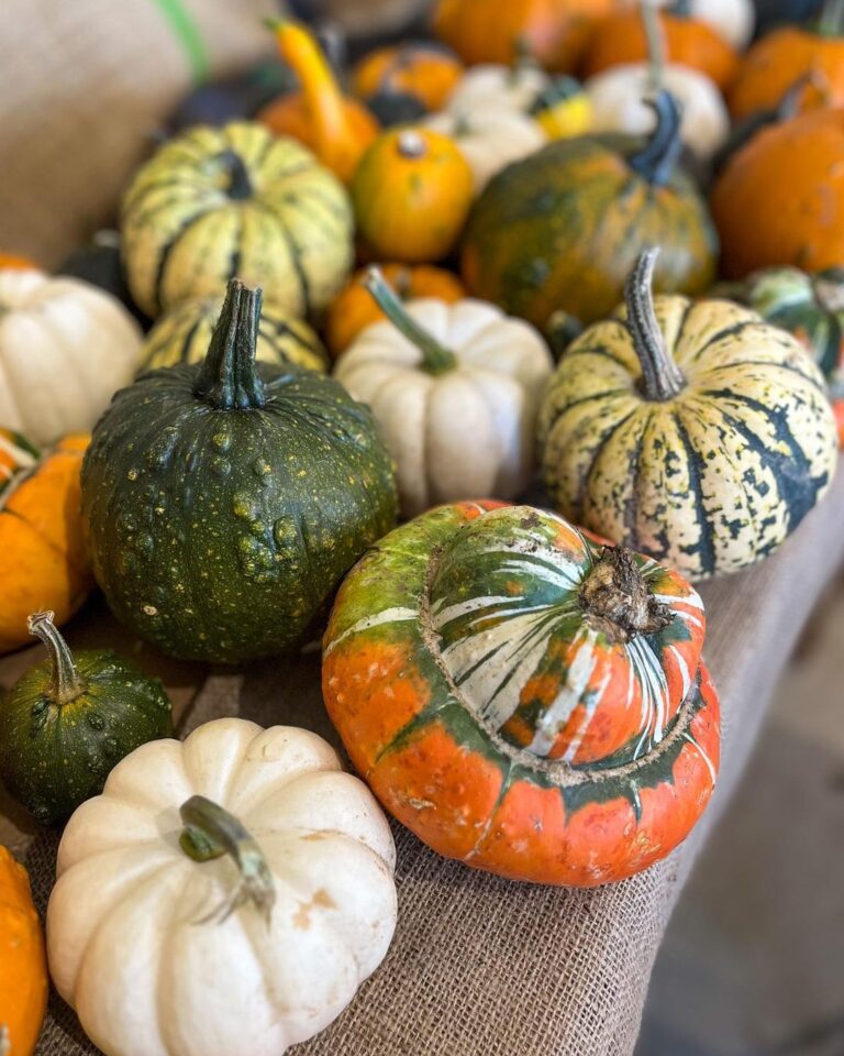 Herts’ original pumpkin patch celebrates its 10th year this season - St ...