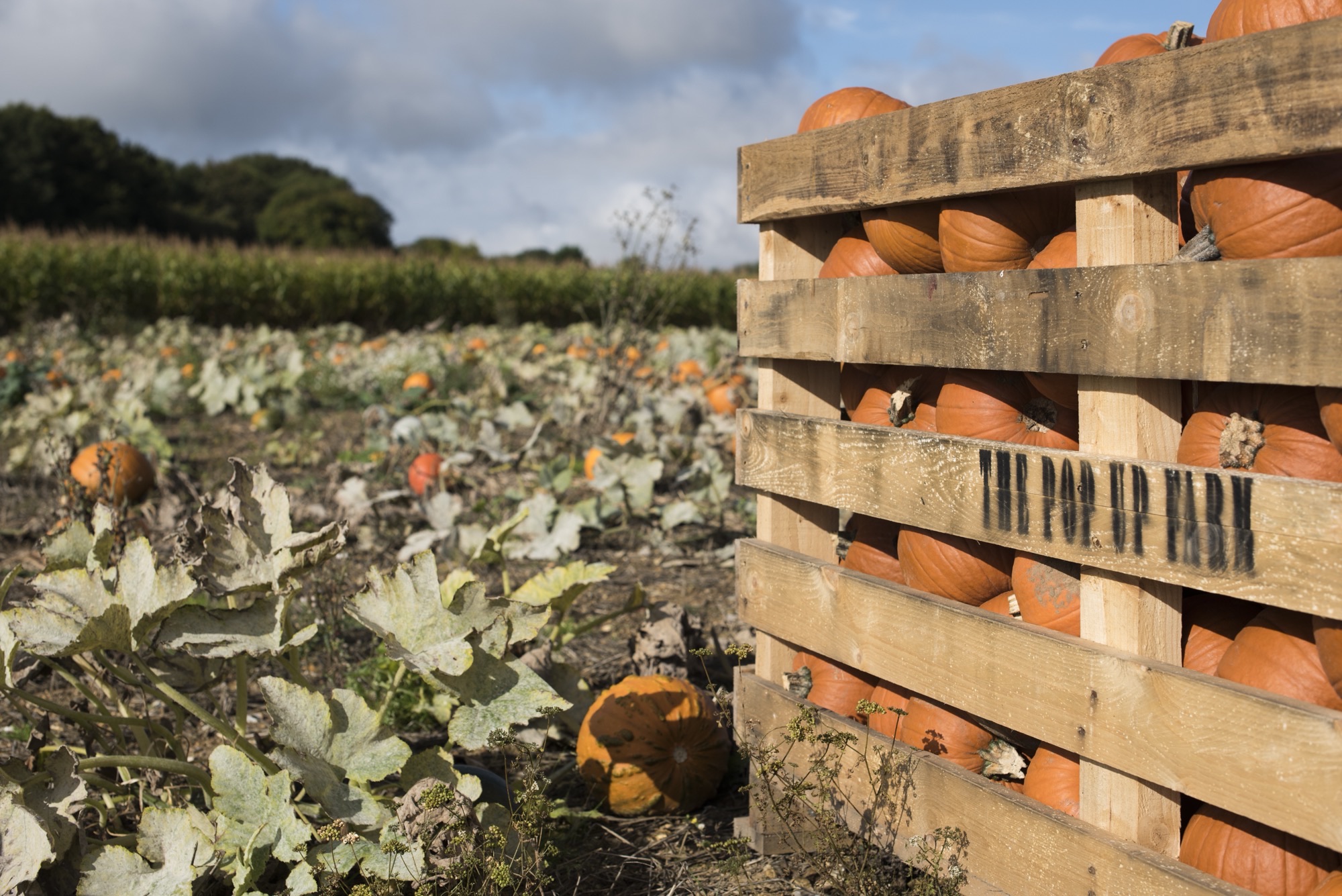The Pop Up Farm is open in October.