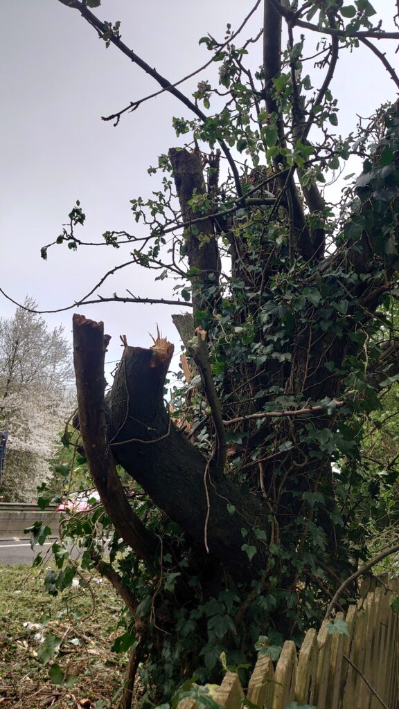 Many trees have fallen victim to the Park Street roundabout works.